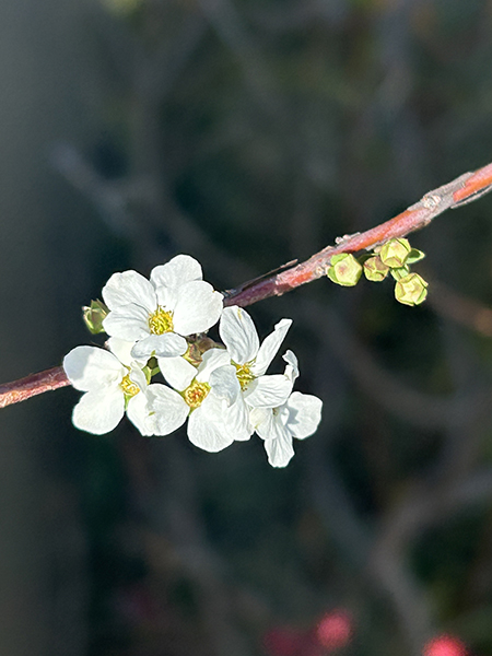 20260305 木ままの庭