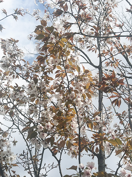 木ままの庭　サトザクラ